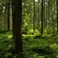 Lesy na Podolánkách, Beskydy